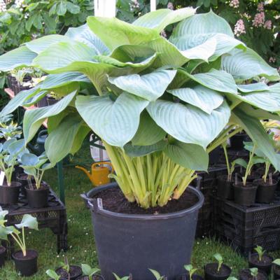 Hosta 'Empress Wu'